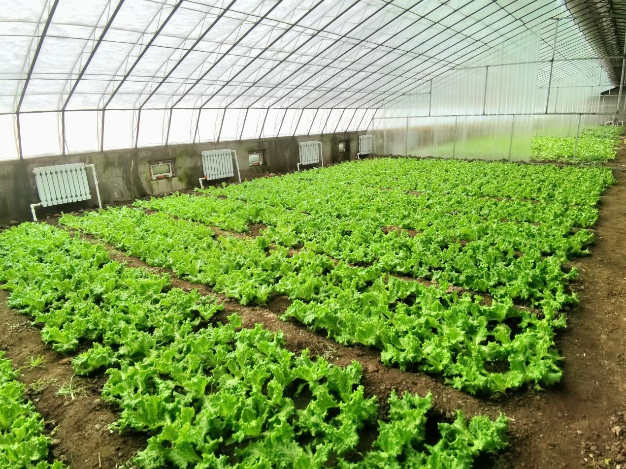 溫室大棚綠意濃！香坊區(qū)地產(chǎn)果蔬鮮花陸續(xù)上市