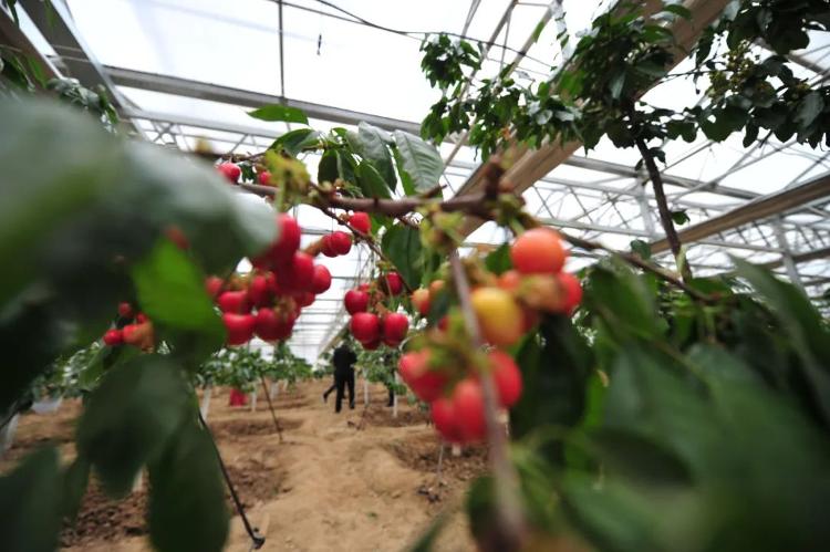 小昝莊村:溫室大棚春色艷